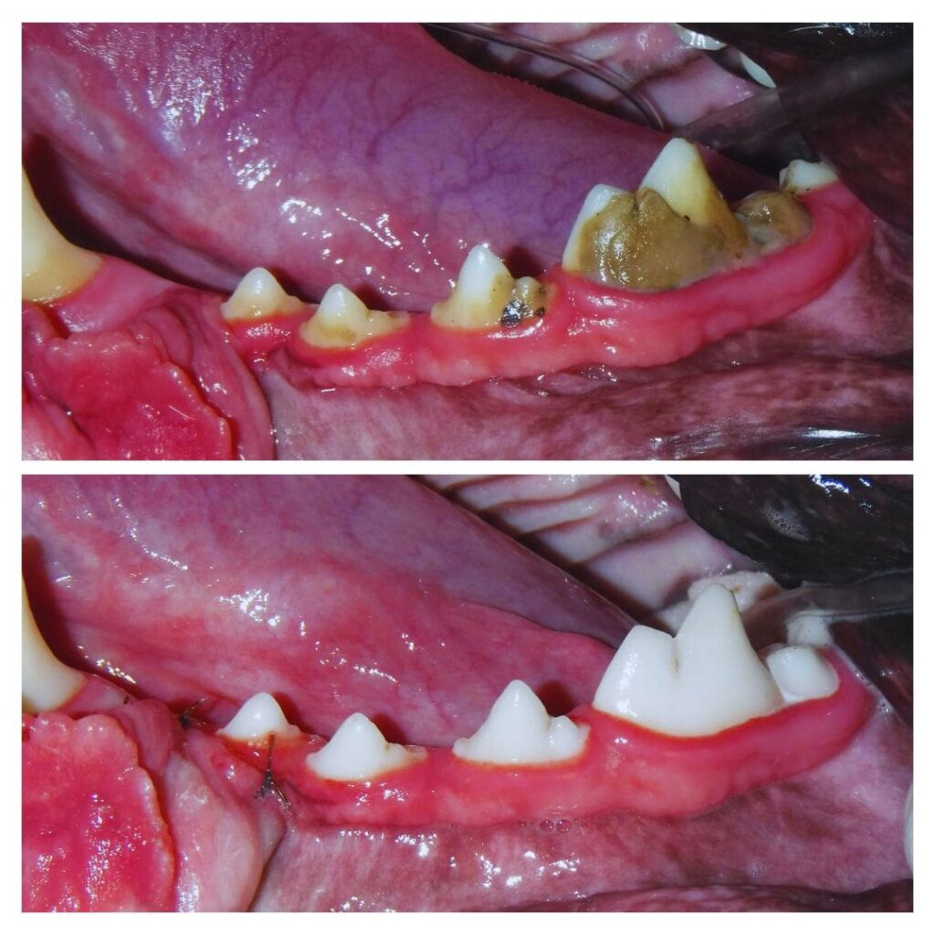 February is Pet Dental Health Month