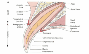 structure of the dog tooth