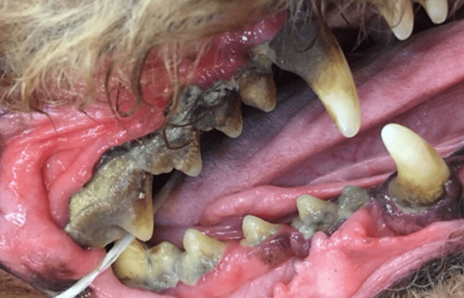 An active force appliance to correct a malocclusion