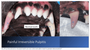 dog tooth with pulpitis