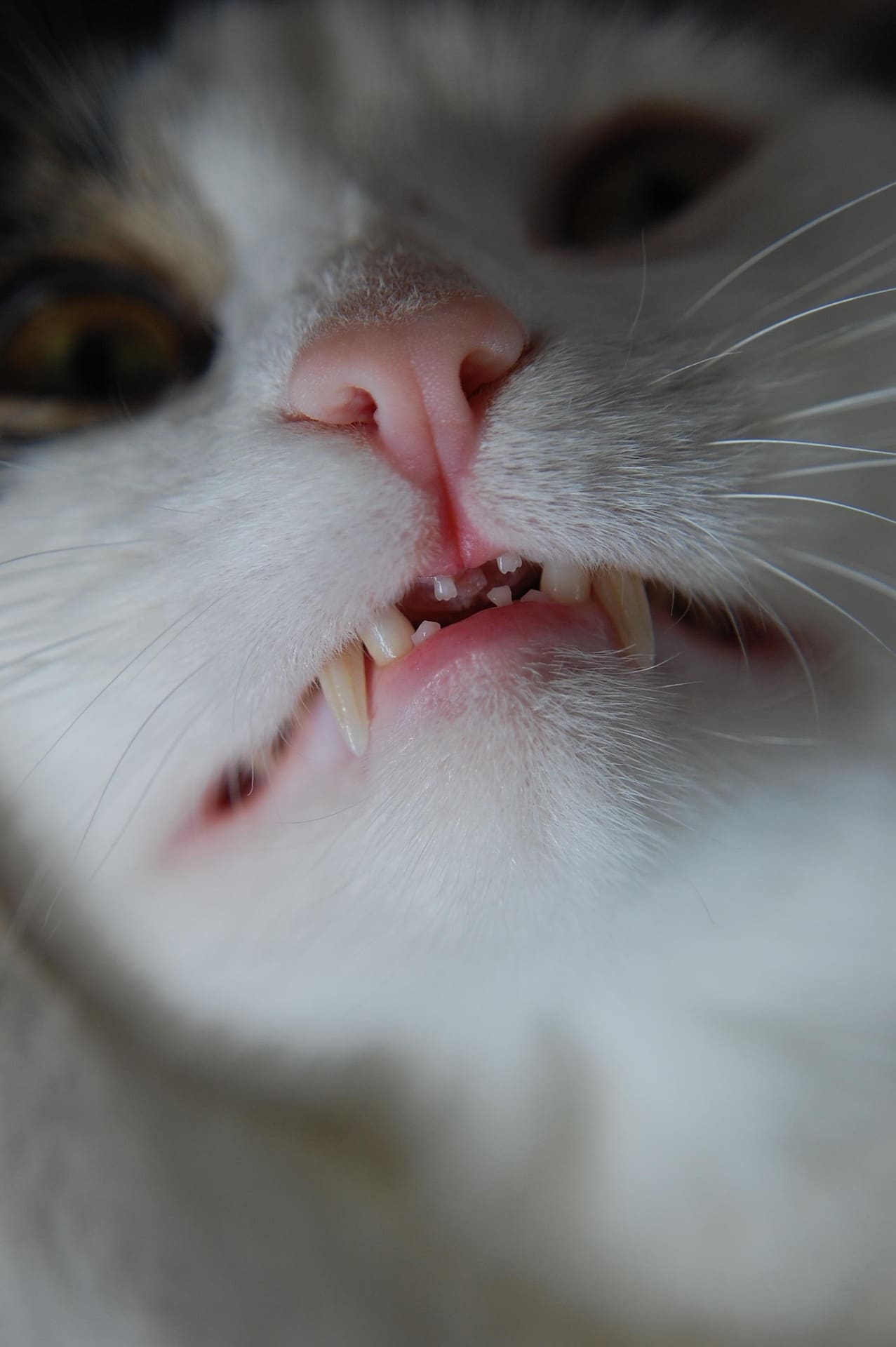 Cat showing teeth, related to stages of periodontal disease in cats and feline dental care.