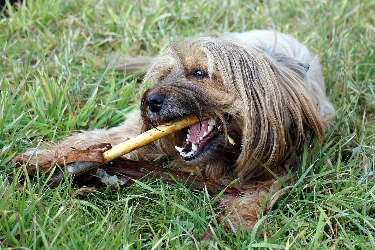 pet dental care; Image by Manfred Antranias Zimmer from Pixabay
