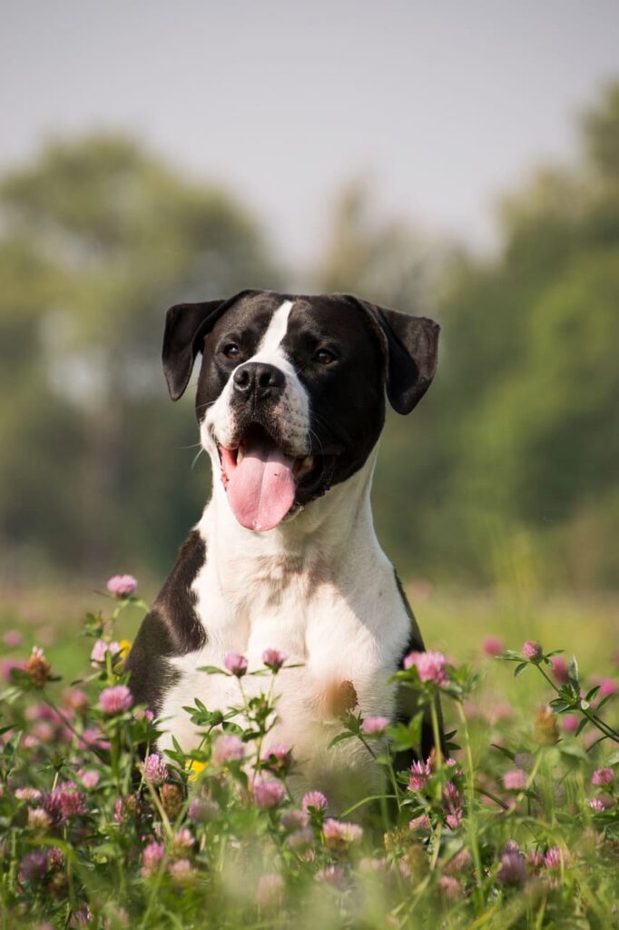 spring safety tips for pets in Phoenix; Image by Rebecca Scholz from Pixabay