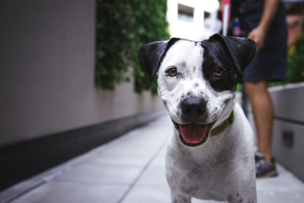 black and white dog smiling