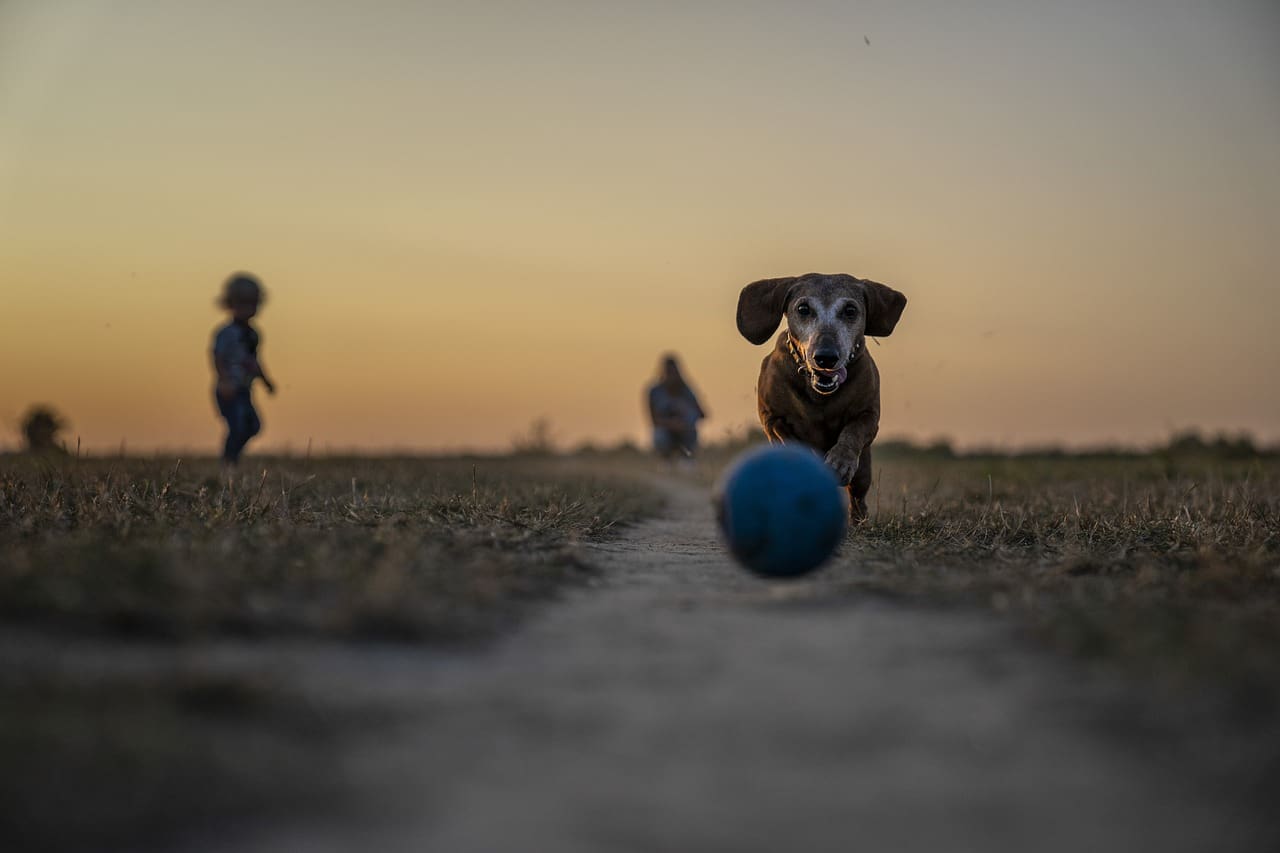 ball therapy for dogs