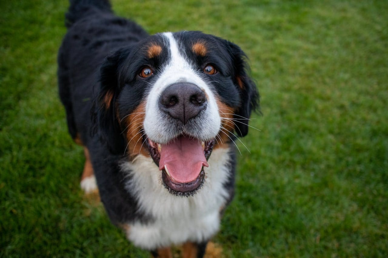 A photo of a large breed dog staring up at camera with tongue out