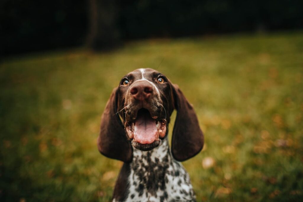 brown and white dog with mouth open and tongue out