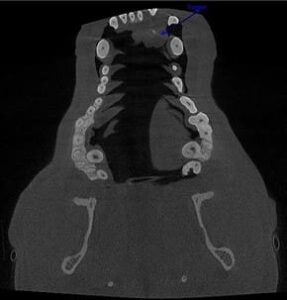 vet dentistry radiograph before oral tumor operation