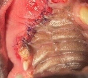 post-surgery of an oral tumor in a cat
