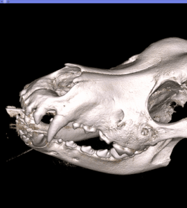 Highlighted areas indicate bone erosion due to a tooth abscess, causing immense pain.