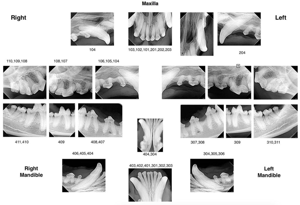 dentalxrays-image1