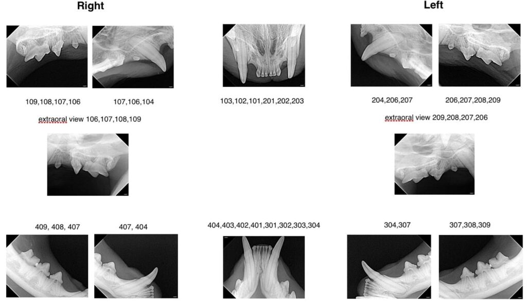 dentalxrays-image2