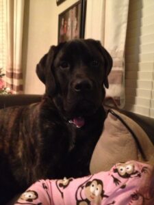 English Mastiff-Harley White