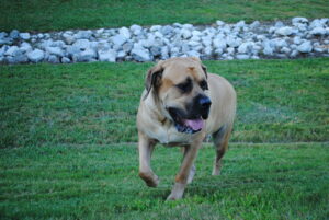 English Mastiff-Sampson Marks