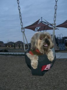 Silky Terrier-Gus Young (DECEASED)