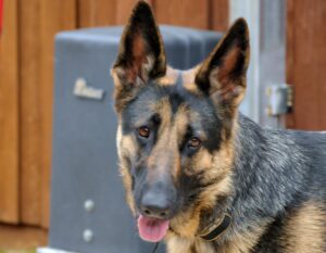 German Shepherd-Bailey Mitchell3
