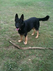 German Shepherd-German Garcia