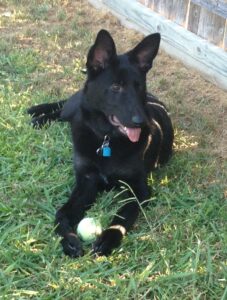 German Shepherd-Kane Poole
