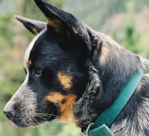 PeteBlueHeeler2009Pet