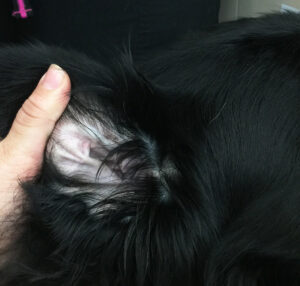 Hold the ear flap up and out to administer ear cleaner or medication at the proper angle.