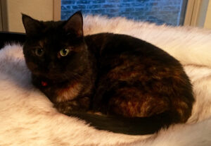 Feline Leukemia positive cats should live indoors only to reduce the risk of spreading disease.