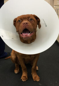 Padme has already forgotten all about her e-collar!
