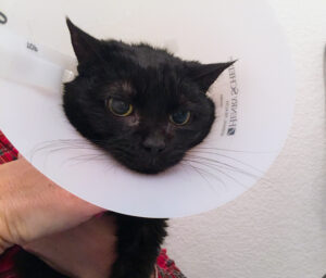 Some patients like Midnight hate wearing their e-collar! But the e-collar is still a necessary part of recovery.