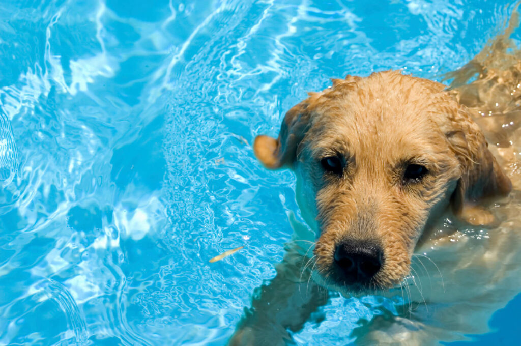 dog swimming safety